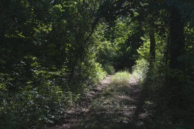 Summer landscape of a forest road going into the distance.