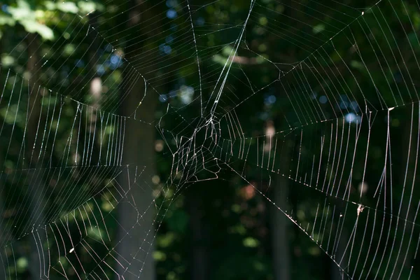 Cobweb close-up against the background of a green forest.
