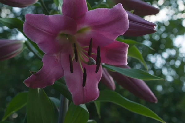 Close Pink Lily Flower Garden — Stockfoto