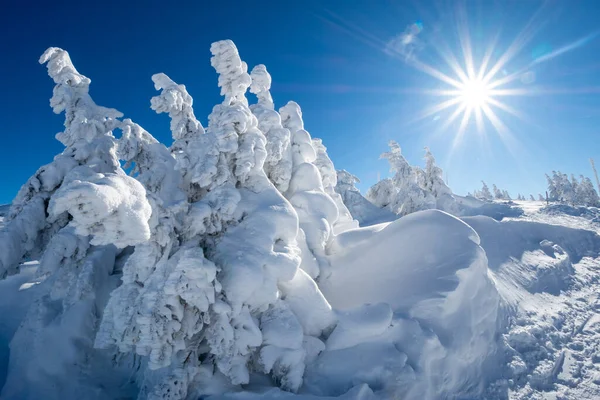 sunshine on winter landscape with fluffy snow on fir tree