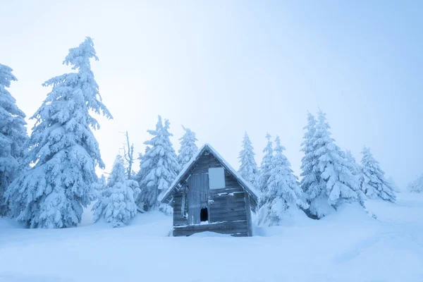 Charmante Houten Hut Besneeuwd Dennenbos Tijdens Bevroren Winter — Stockfoto