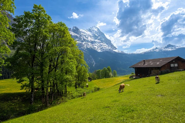 Úžasná Krajina Švýcarských Alp Loukou Krávami Švýcarském Grindelwaldu — Stock fotografie