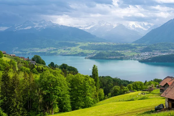 Increíble Vista Sobre Lago Thun Con Verdes Prados Alpes — Foto de Stock