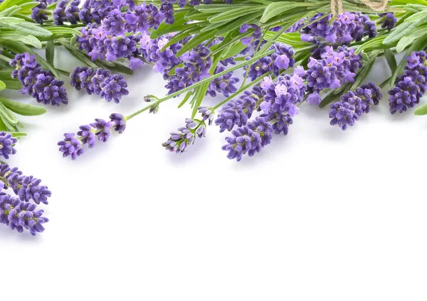 Fasci Fiori Lavanda Freschi Fondo Bianco Bandiera Lavanda — Foto Stock