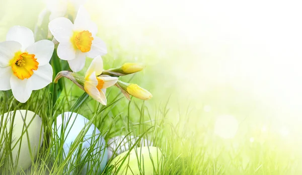 Easter eggs in the grass with spring daffodils. — Stock Photo, Image