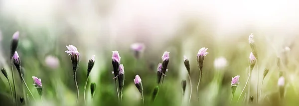 Misty morning in the meadow at springtime — Stock fotografie