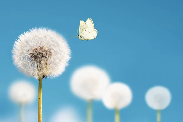 White dandelions with flying butterfly on blue sky background. Copy space —  Fotos de Stock