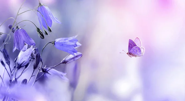Flying butterfly with purple bellflowers spring background — 스톡 사진