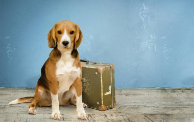 Sevimli av köpeği eski bir bavulun yanında oturuyor.