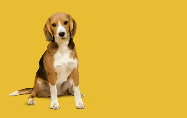Samica psa rasy beagle izolowana na żółtym — Zdjęcie stockowe