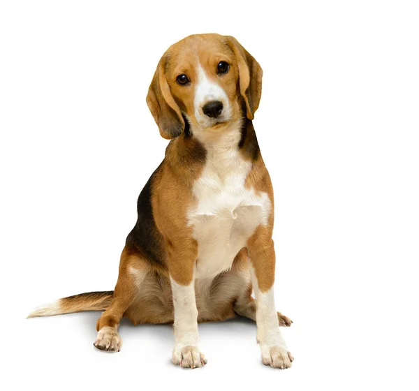 Beagle samica siedzi odizolowany na białym tle — Zdjęcie stockowe