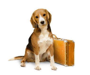 Sevimli av köpeği, beyaz tenli eski bir bavulun yanında oturuyor.