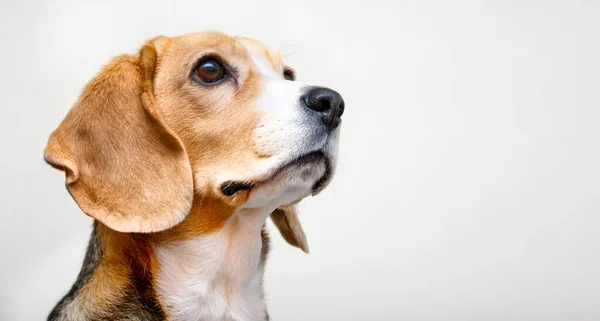 Симпатичный Портрет Собаки Бигл Белом Фоне — стоковое фото