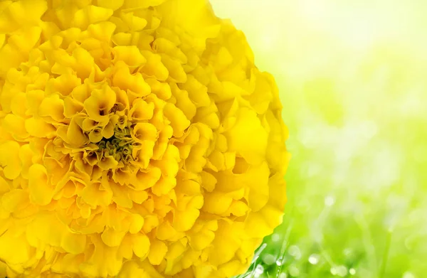 Makroaufnahme der gelben Blume auf grünem Naturhintergrund — Stockfoto