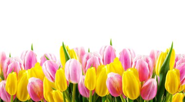 Pembe ve sarı laleler beyaz arka planda izole edilmiş. Anneler Günü, Sevgililer Günü, Doğum günü kutlaması, Uluslararası Kadınlar Günü geçmişi.