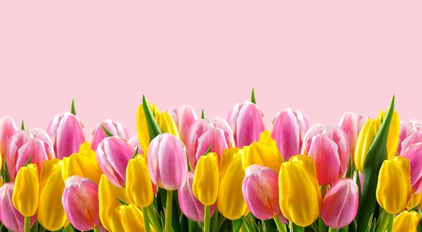 Pink and yellow tulips border on a pink background. — Stock Photo, Image