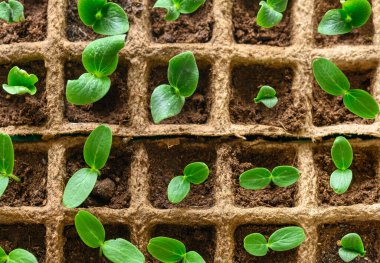 Salatalık filizleri ve kabak kabakları turba kasetinde..