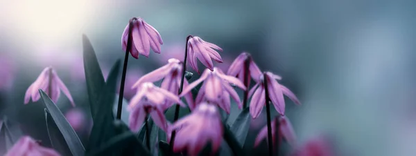 Pink soft snowdrops on a blurred nature background. — Stok fotoğraf