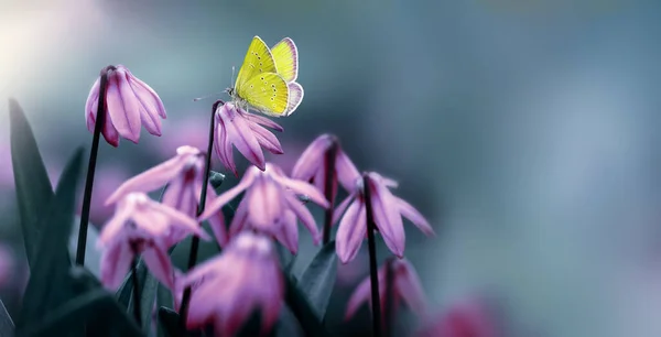 淡淡的粉红雪中的黄蝴蝶在模糊的自然背景下. — 图库照片