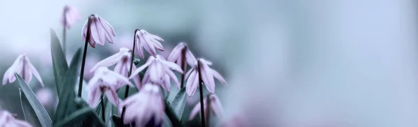 Puprle snowdrops on a blurred nature background — 스톡 사진