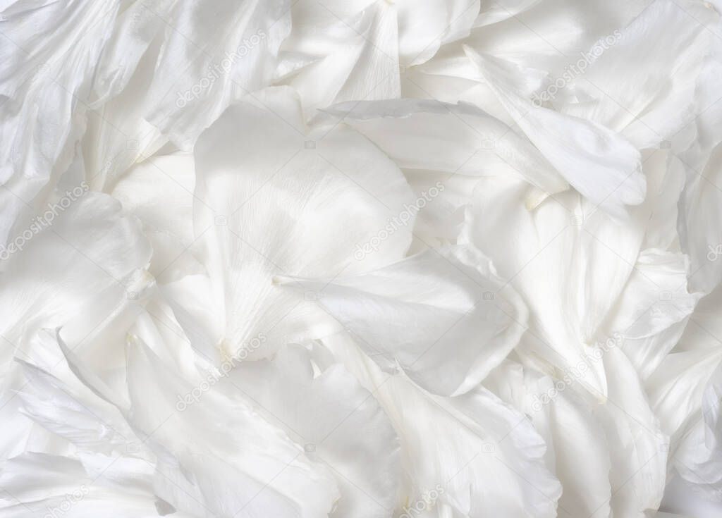 A lot of White petals background. White peony petals texture.