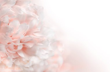 Beyaz arka planda soluk pembe şakayık çiçeği. Pastel yumuşak çiçek arkaplanı. Boşluğu kopyala