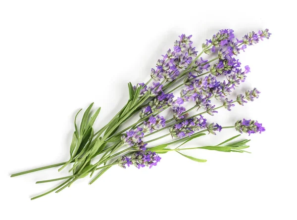 Mooie Lavendel Bloemen Bos Een Witte Achtergrond — Stockfoto