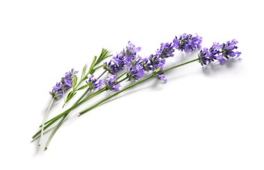 Beyaz arka planda güzel lavanta çiçekleri.