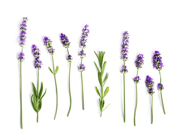 Lavender Separate Flowers Collection Isolated White Background Flat Lay — Stock fotografie