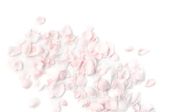Petals Pale Pink Roses White Background Top View — Stockfoto
