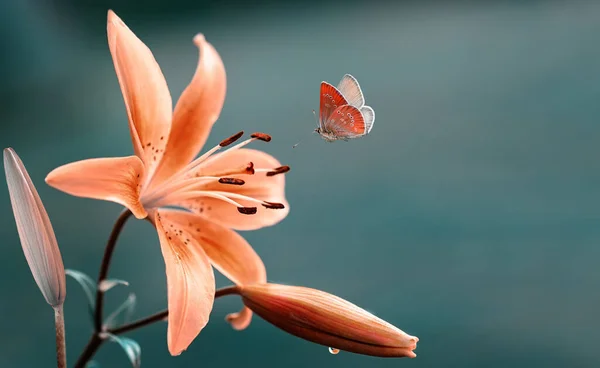 Pink Coral Lily Flower Flying Butterfly Blue Nature Background Delicate — 스톡 사진