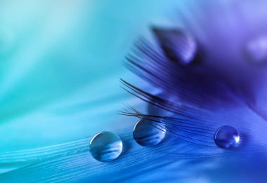 Transparent water drops on feather on turquoise and amethyst colors background.