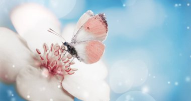 Pink butterfly on white flower with pink stamens on blue sky background with bokeh lights. Spring morning background, banner.