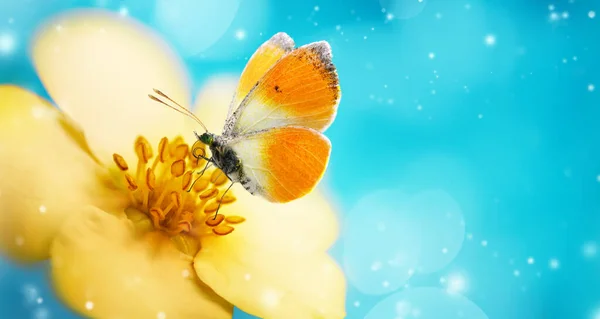 Butterfly Yellow Flower Blue Sky Background Bokeh Lights Spring Morning — 图库照片