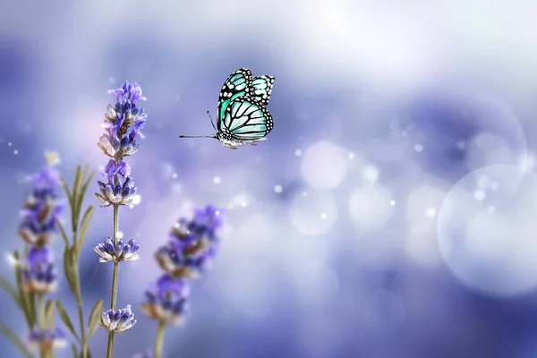 Blossoming Lavender Flowers Flying Butterfly Summer Morning Background Purple Growing — 图库照片
