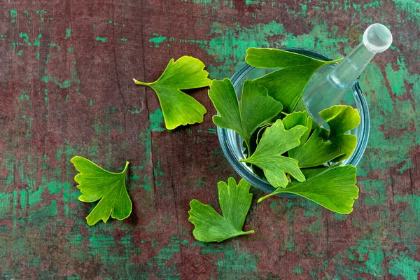 Ginkgo biloba - Medizinische Tugenden, Heilpflanzen -- Wohlbefinden, alternative Medizin im Gesundheitswesen — Stockfoto