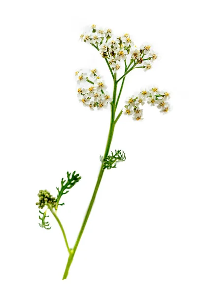 Achillea millefolium Planta medicamentos- cuidados de saúde e medicinais — Fotografia de Stock