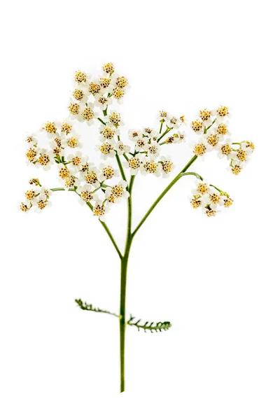 Achillea millefolium Plante medicinale- asistență medicală și medicinală — Fotografie, imagine de stoc