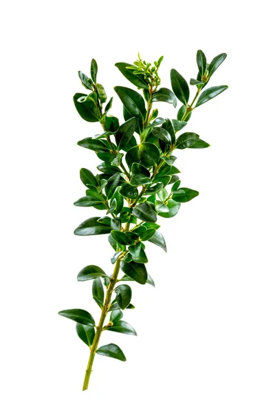 Buis-Buxus sempervirens - Τα οφέλη του από τον καθαρισμό της ψυχής και του σώματος — Φωτογραφία Αρχείου