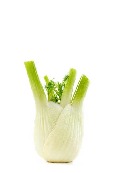 Fennel-Foniculum vulgare Medicinal plant, culinary vegetable — Stock Photo, Image