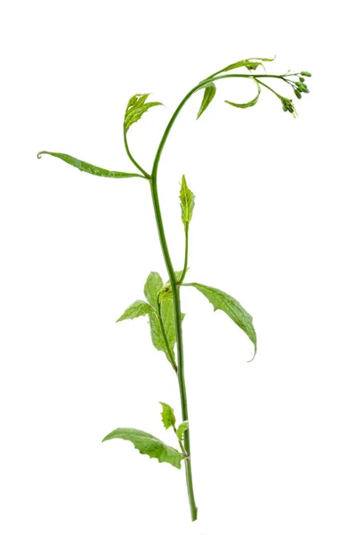 Lampsan Lapsana komunikuje się z rośliną leczniczą — Zdjęcie stockowe