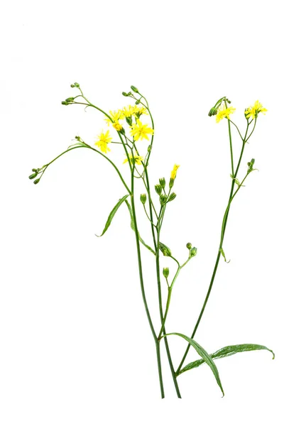 Lâmpadas comuns Lapsana communis planta campo medicinal — Fotografia de Stock