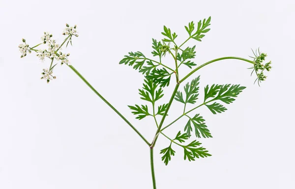 Gefärbte Zigarre Conium maculatum sehr giftige Pflanze — Stockfoto