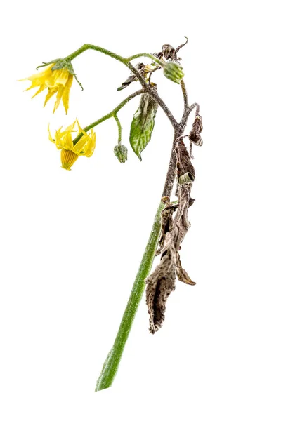 Symptome der Tomatenpest Phytophtora infestans — Stockfoto