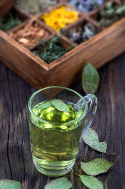 Okaliptüs, tıbbi bitki okaliptüs parvifora kuru bitki rafı.