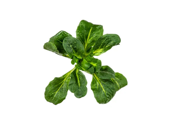 Листя салату баранини ромунізують імунний білий фон — стокове фото