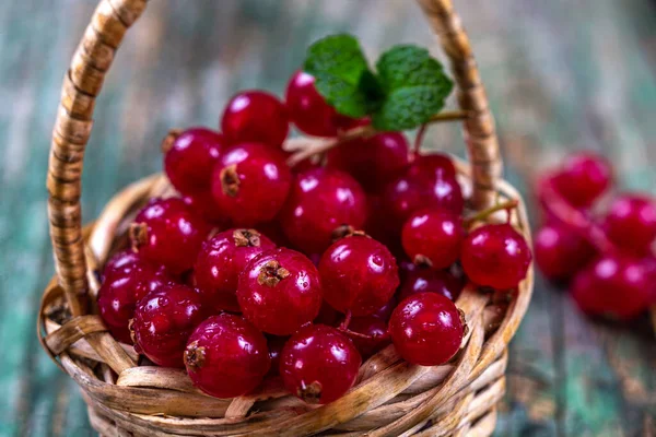 Kruisbessen Ribes Rubrum rood fruit — Stockfoto