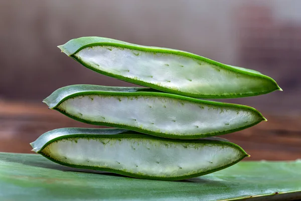 Aloes vera - Fitoterapia y Cosmetología — Foto de Stock