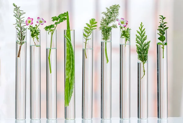 Experimentos científicos con plantas medicinales — Foto de Stock