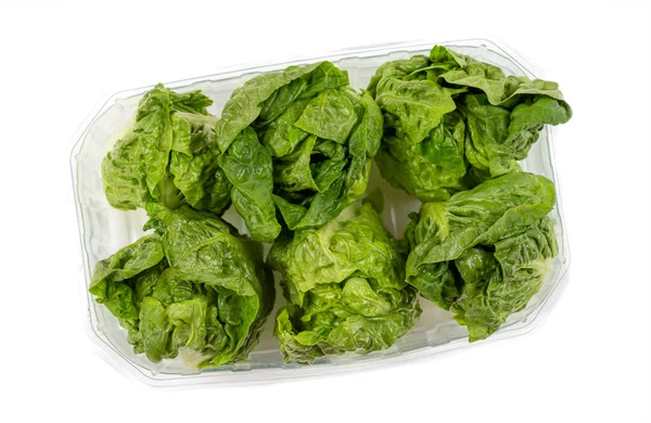 Raw Organic fresh Green Baby Lettuce Hearts packaged on white background — Stock Photo, Image